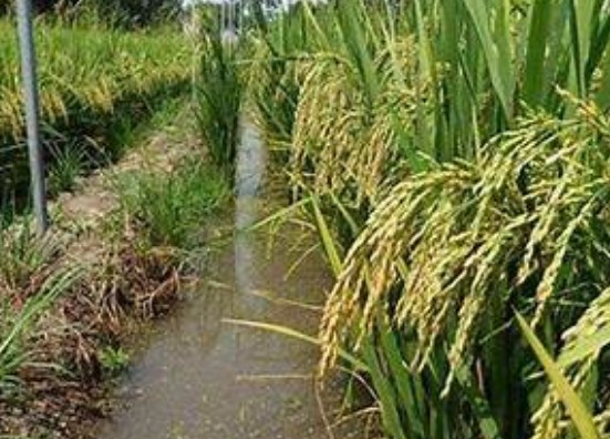 蓝冠有机类保温材,蓝冠质量如何?